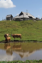 Velika Planina, Slov&eacute;nie