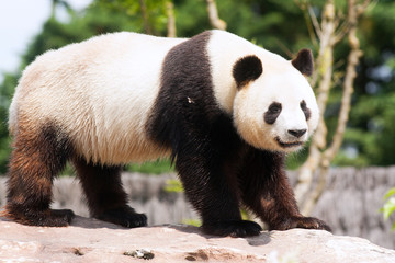 Obraz premium Panda géant