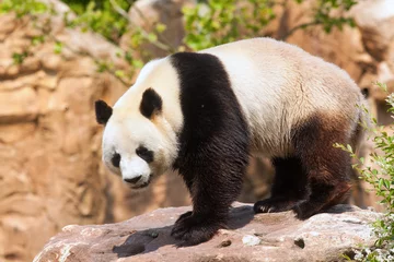 Rideaux velours Panda Panda géant