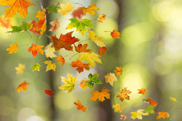 Feuilles tombantes d& 39 automne de couleur érable dans la forêt.