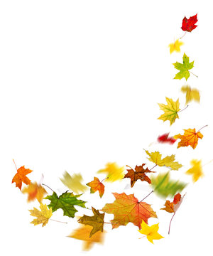 Maple colored autumn falling leaves, on white background.
