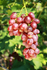 ripe red grape