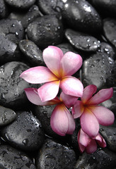 Set of three frangipani and black pebbles