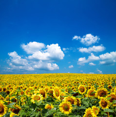 sunflower field