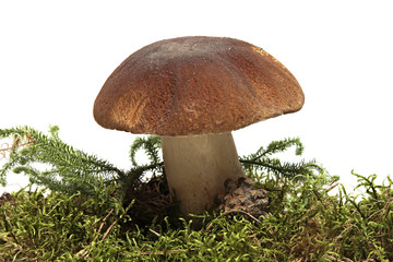 cep. Boletus mushroom and green moss