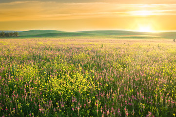 Panele Szklane Podświetlane  Wiosenna łąka fioletowy kwiat.