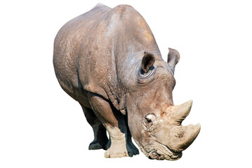 Obraz premium Rhinoceros isolated over white