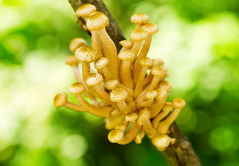 mushrooms honey agaric © Nitr