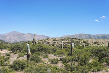 Cactus Quebrada de Humahuaca in Jujuy, Argentina.