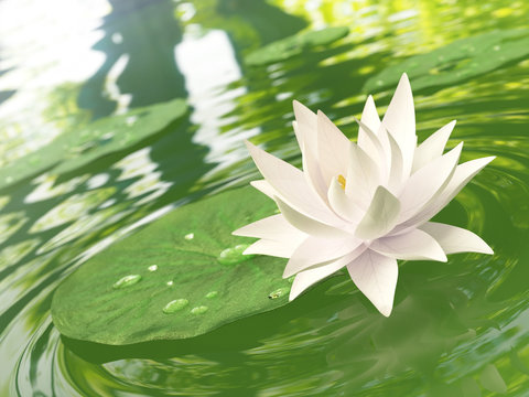 Fototapeta Floating waterlily