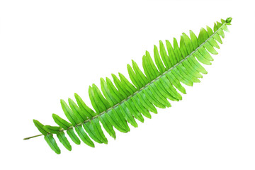 fern branch isolated on white