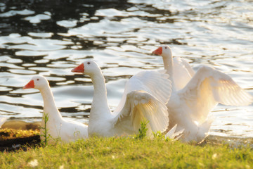 Obraz premium geese running on the sea shore