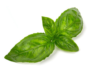 basil isolated on white background
