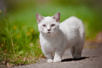 Obraz premium munchkin kitten with short legs