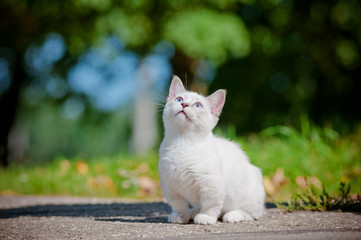 adorable short legged munchkin kitten