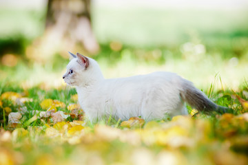 munchkin kitten walking outdoors