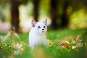 Obraz premium munchkin kitten outdoors