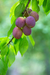 plums growing