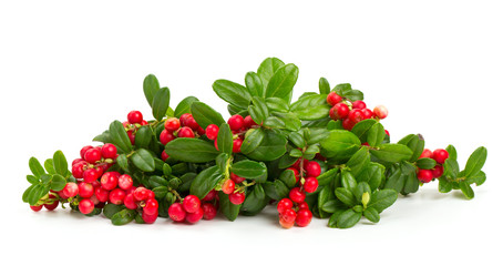 cowberries isolated on white background