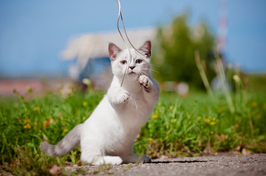 munchkin kitten playing outdoors