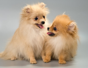 Two puppies of breed a Pomeranian spitz-dog in studio