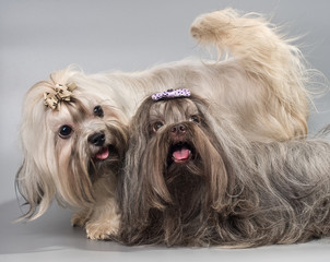 BOLONKA ZWETNA  in studio