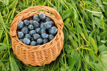 Blueberries in wooden basket on grass
