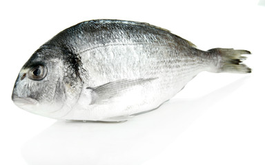 Dorado fish isolated on white
