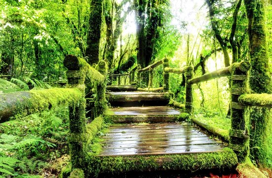 Moss around the wooden walkway in rain forest, Thailand