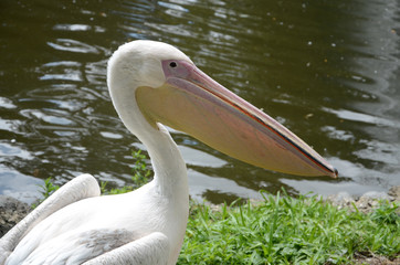 Pélican