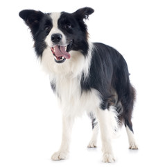 border collie