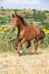 Fototapeta premium Beautiful horse running in front of sunflowers