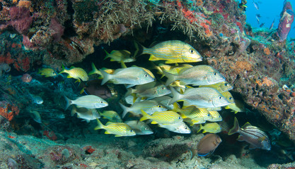 Fototapeta na wymiar Fish hovering in a coral arch