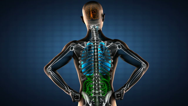 human entrails radiography scan 