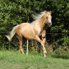 Nice palomino horse with long blond mane running