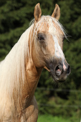 Nice horse standing in front of nature background