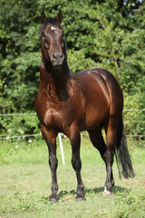 Nice horse standing in front of nature background