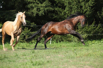Obraz na płótnie Canvas Two quarter horse stallions fighting with each other