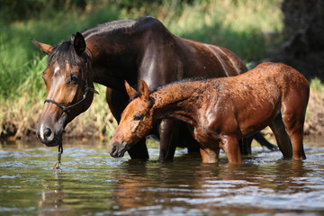Mare with nice foal which is first time in the water