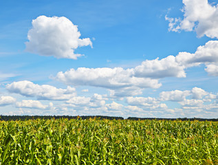 Field of green corn, blue cloudy sky, sunny day. Selective focus