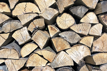 Fototapeta premium tree logs