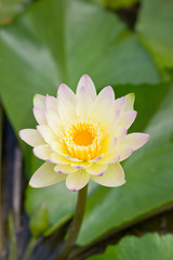 Yellow water lily in the pond.