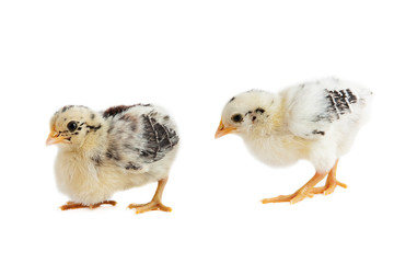 zwei Küken laufend - ostfriesische Möwen