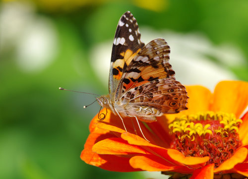 Painted lady butterfly (Wanessa cardui) on a flower