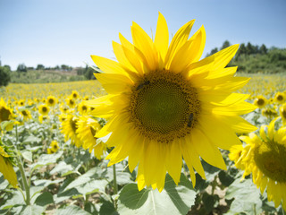 Sonnenblume, Sonnenblumenfeld 1