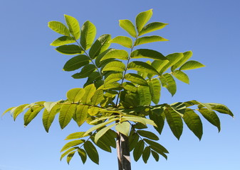 Young Manchurian walnut tree