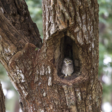 A spotted owlet perching on a tree hole