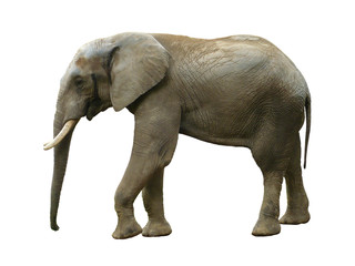 Fototapeta na wymiar Elephant isolated