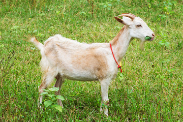 Obraz premium Goat eating grass