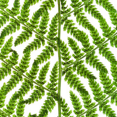 green sprig of fern